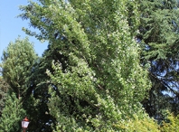 Populus nigra “Italica”