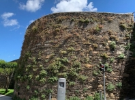 O Concello de Lugo insta á Xunta a limpar a Muralla e cumprir coa súa obriga de conservación e mantemento deste Patrimonio da Humanidade