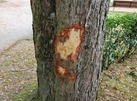 El Ayuntamiento denuncia la vandalización de siete árboles en el Parque Rosalía y la rúa Bispo Aguirre y pide respecto a los espacios públicos