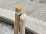 O Concello denuncia a vandalización de sete árbores no Parque Rosalía e a rúa Bispo Aguirre e pide respecto aos espazos públicos