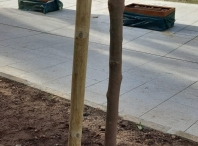 El Ayuntamiento denuncia la vandalización de un magnolio recién plantado en la Praza do Ferrol y pide respecto a los espacios públicos