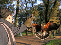 O Executivo de Paula Alvarellos pon en marcha a campaña de control de estorniños para minimizar as molestias que esta especie causa á veciñanza O Executivo de Paula Alvarellos pon en marcha a campaña de control de estorniños para minimizar as molestias que esta especie causa á veciñanza