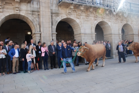 El San Froilán muestra lo mejor de las razas autóctonas gallegas en el VIII Desfile de Ganado