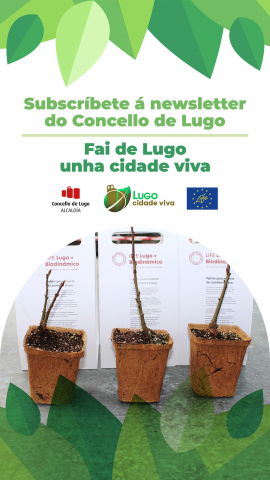 Los 450 primeros suscriptores del boletín Lugo Cidade Viva podrán recoger su castaño a partir de mañana en la Escuela Politécnica de la USC
