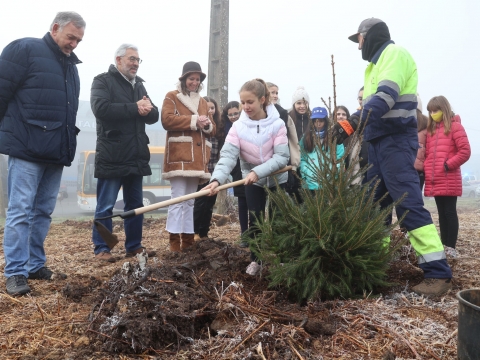 50 alumnos do CEIP Menéndez Pelayo participan na replantación de abetos de Nadal nunha parcela municipal no polígono do Ceao