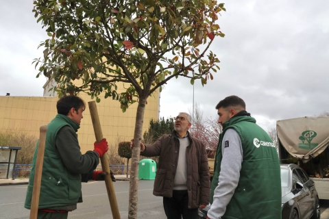 A concellería de Medio Ambiente repón máis dun centenar de árbores para mellorar o ecosistema urbano de Lugo