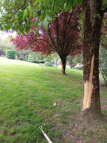 El Ayuntamiento denuncia la vandalización de siete árboles en el Parque Rosalía y la rúa Bispo Aguirre y pide respecto a los espacios públicos