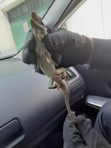 Comunicado de prensa de Policía Local de Lugo