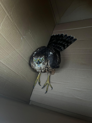 COMUNICADO DE PRENSA DA POLICÍA LOCAL COMUNICADO DE PRENSA DA POLICÍA LOCAL