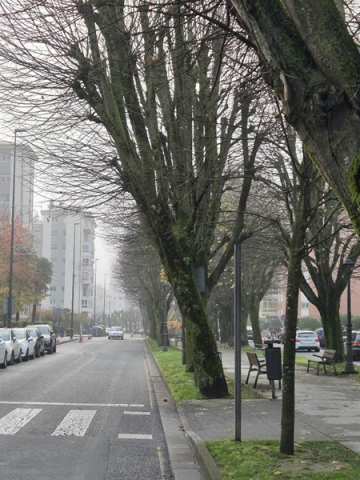 El Ayuntamiento de Lugo actuará de urgencia para talar dos tilos en Ramón Ferreiro debido al grave riesgo de caída El Ayuntamiento de Lugo actuará de urgencia para talar dos tilos en Ramón Ferreiro debido al grave riesgo de caída