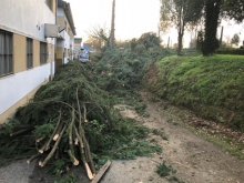 El Gobierno realiza labores de poda en las proximidades del colegio de Casás, garantizando un mayor nivel de seguridad a los 350 alumnos y alumnas