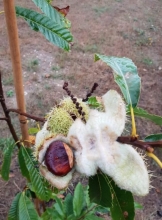 Lara Méndez convida a participar no primeiro magosto que se desenvolverá no novo pulmón verde LIFE das Gándaras