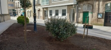 O Concello denuncia a vandalización dun magnolio recentemente plantado na Praza do Ferrol e pide respecto aos espazos públicos