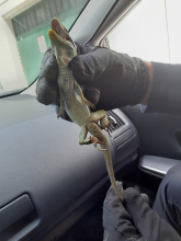 Comunicado de prensa de Policía Local de Lugo