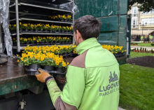 El Ejecutivo de Paula Alvarellos impulsa la reposición de 37.000 plantas y 16.000 bulbos de flor para mejorar el adorno de la ciudad