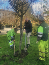 El Ejecutivo de Paula Alvarellos plantará cerca de 150 árboles dentro de la campaña de invierno para mejorar la biodiversidad y los espacios verdes de Lugo El Ejecutivo de Paula Alvarellos plantará cerca de 150 árboles dentro de la campaña de invierno para mejorar la biodiversidad y los espacios verdes de Lugo