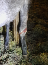 COMUNICADO DE PRENSA DA POLICÍA LOCAL DE LUGO