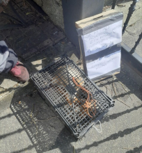 Comunicado de prensa de Policía Local de Lugo