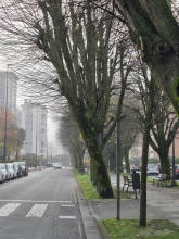 O Concello de Lugo actuará de urxencia para talar dous tilos en Ramón Ferreiro debido ao grave risco de caída